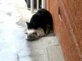 Cat-Sex
