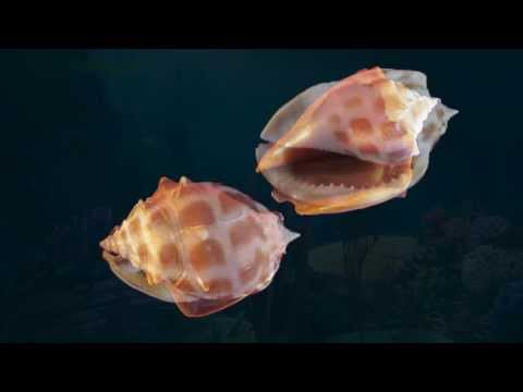 how to dye seashells