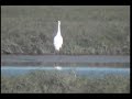Whooping Cranes