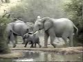 Elephants vs wild dogs