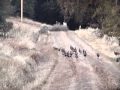 Yosemitebear Mountain Wild Turkeys 11-09