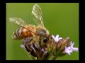 Insects Wildflowers my Macro Photos