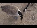 Feeding Ducks,Geese,and Seagulls Feeding Ducks,Geese,and Seagulls