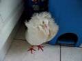White Pigeon (Raadsheer)