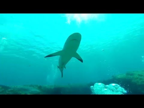 Diving Cuba with Sven Lindblad
