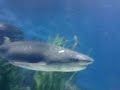 SWIMMING WITH SHARKS