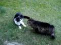 Cat fight Pruts vs black_and_white