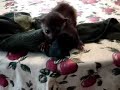Baby Kinkajou Dries Off