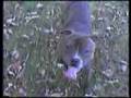 videos de Staffordshire BULL terriers