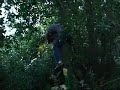 Les arbres c\