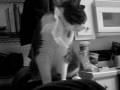 My silly cat, Loki
