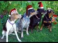 if you love dogs on christmas, this video is best for you!
merry christmas and happy new year!

video created and edited by alexander panglima