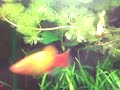 Molly fish fighting