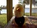 Afleck duck