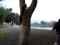 videos de Tree Climbing Dog!!!