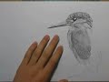 Speeddrawing IJsvogel (Kingfisher)