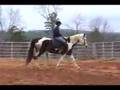 Carolina Sport Horses Skips *No Hands on Skye Blue APHA Mare