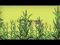 Le génie génétique en agriculture