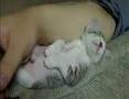 Sleepy cat