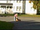 DEXT-ORR BULLMASTIFFS IZZY  HER MOM RUBY RAG-DOLL HAVEN\