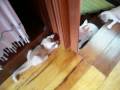 videos de Zen