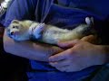 Fretki Fretka Frettchen Ferret Ferrets Nathan licking Fretki Fretka Frettchen Ferret Ferrets Nathan licking