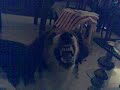 los dientes mas impresionantes del mundo canino