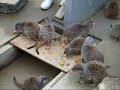 ミーアキャットmeercat　のdinner風景