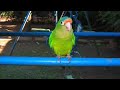 Saturnin and the conures