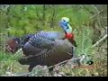 Mossy Oak - Wild Turkey Mossy Oak - Wild Turkey