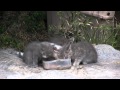 Kitten Catchers - Malibu Feral Cats Vlog 1