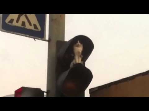 VIDEO: gato 'observa' el panorama sentado en un semáforo