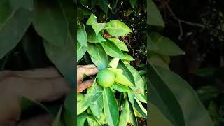 مزارع البرتقال في قرية روبين المهجّرة قضاء مدينة يافا