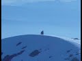 phills-bigfoot-picture-isnt-what-it-seems.html