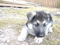 dog dog