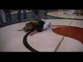 Kids-funny-jiujitsu