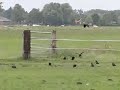 Kauwen hebben moeite met wind en hebberige jongen Kauwen hebben moeite met wind en hebberige jongen