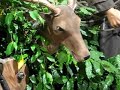 Scary singing deer