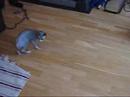 Sphynx Laser Fun