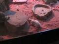 Fez-likes-mice