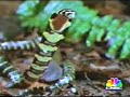 Baby King Cobra Eating Olive Water Snake Baby King Cobra Eating Olive Water Snake