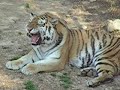 Tiger Meowing at Louisville Zoo