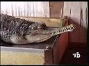 according to a local myth, a couple of decades ago, in a village on the right bank of the mahakam river, upstream from the city of samarinda in the indonesian province of kalimantan, two twin sisters were born. one sister was human while the other had the features and looks of a crocodile. they have lived together, in the same house, ever since.