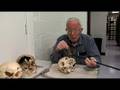 The Bone Detective-Bludgeoning
