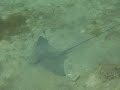 Bat Ray - Juvenile feeding Bat Ray - Juvenile feeding