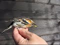 Baguage de Pinson du nord - Fringilla montifringilla. Baguage de Pinson du nord - Fringilla montifringilla.