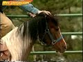 Horse Training Video: 10 of 12 Horse Training Video: 10 of 12