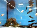 Phillipines Fish Tank