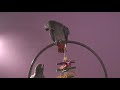 Birdies Birdies