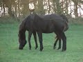 Shah Cidon beautiful black Arabian colt MOV02294.MPG Shah Cidon beautiful black Arabian colt MOV02294.MPG